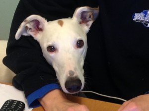 As for me--I'm learning to live with a furry head implanted in my armpit.